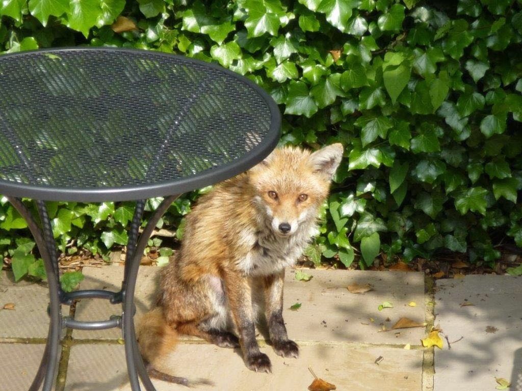 Suburban fox