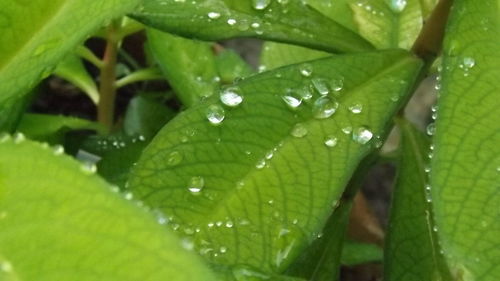 Close-up of wet plant