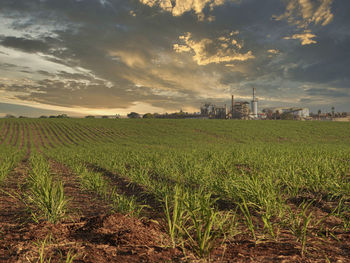 Scenic view of field against sky during sunset