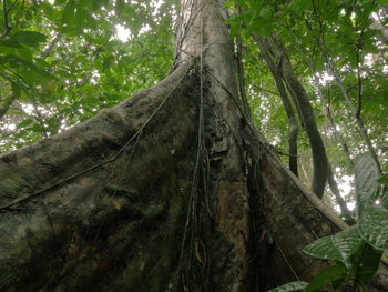 Low angle view of trees in forest