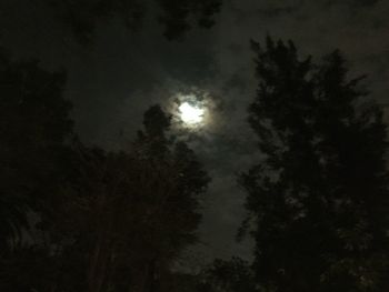 Low angle view of trees against sky