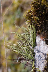 Close-up of plants