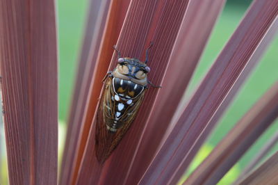 Cicada on red plant