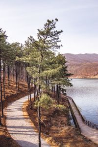Footpath amidst trees against sky