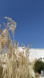 High angle view of stalks on field against clear sky