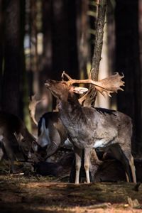 Herd of deer in forest