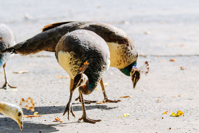 Close-up of seagulls on beach