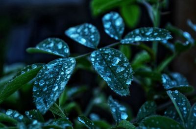 Close-up of wet plant leaves