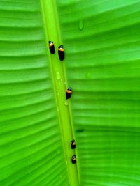 Close up of green plant