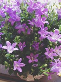 Close-up of pink flowers blooming