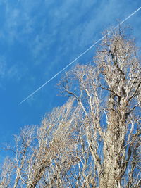 Low angle view of trees against blue sky