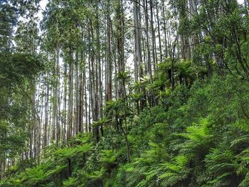 Trees in forest