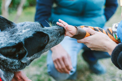 Cropped hand of child touching dog on field