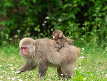 Japanese macaque with infant on grass
