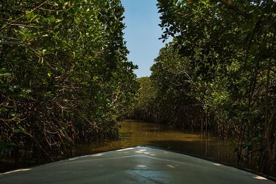 Street amidst trees in forest