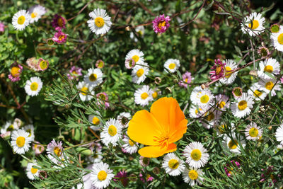 Close-up of yellow flowers