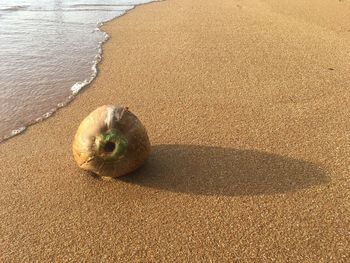 High angle view of fruit on sand at beach