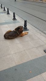 High angle view of dog sitting on floor