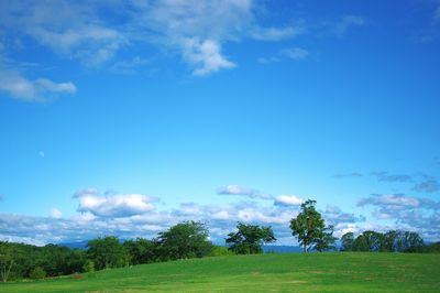 Trees on field against blue sky