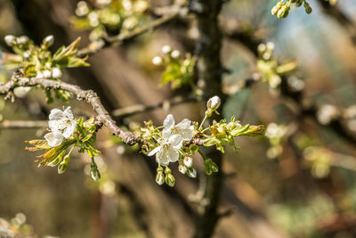 Close-up of cherry blossom on tree