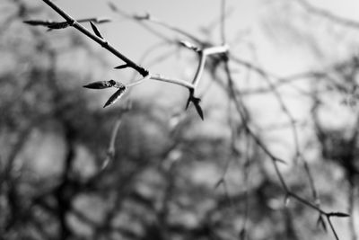 Close-up of insect on tree branch