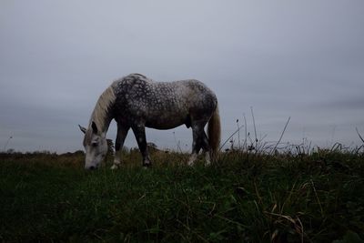 Sheep grazing on field against sky
