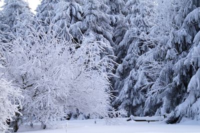 Close-up of snow on tree mountain