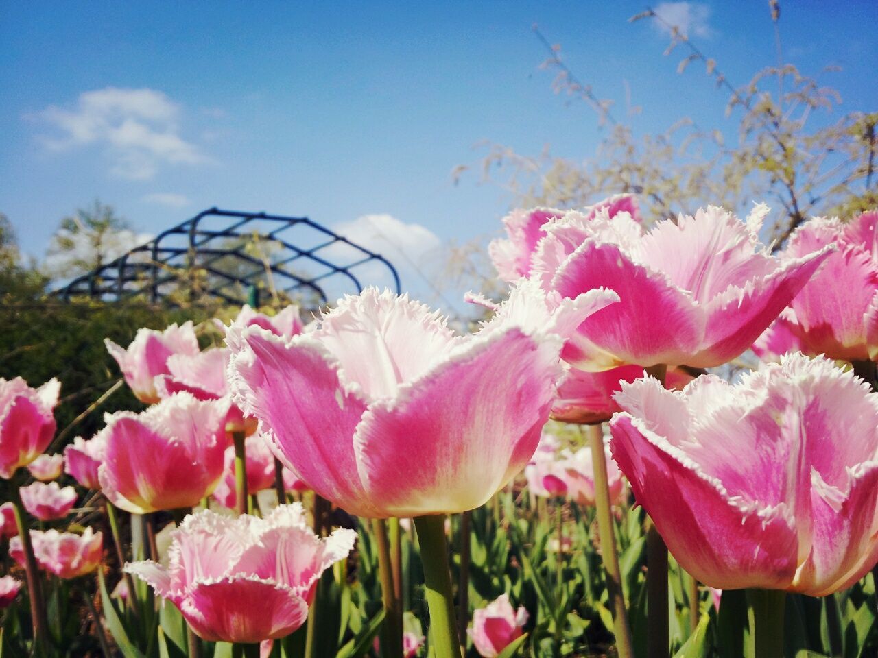 flower, petal, pink color, freshness, fragility, flower head, growth, beauty in nature, blooming, nature, plant, tulip, pink, close-up, stem, sky, focus on foreground, field, outdoors, in bloom