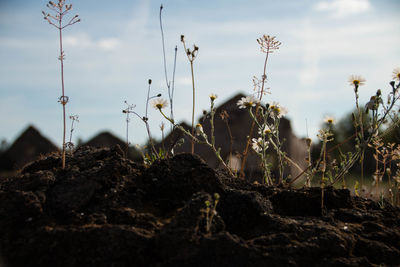 Close-up of plants on field against sky