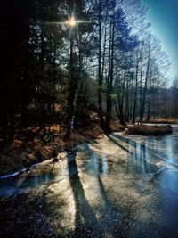 Scenic view of forest