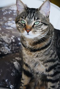 Close-up portrait of tabby cat