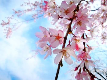 Low angle view of cherry blossoms against sky