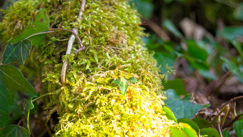 Close-up of leaves