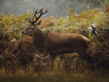 Deer standing on field