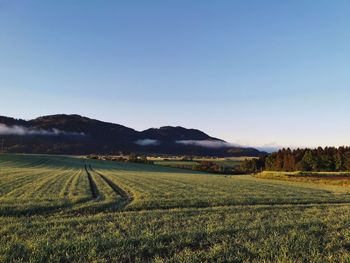 Scenic view of field against clear sky