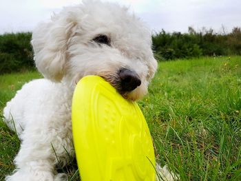 Close-up portrait of dog on field against sky