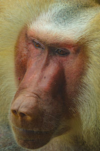 Close-up portrait of serious young woman looking away