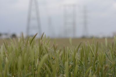 Close-up of grass in field against sky