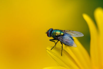 Close-up of insect on yellow flower