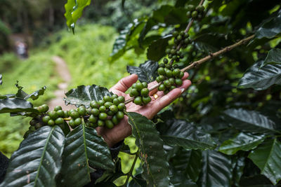 Man working on plant