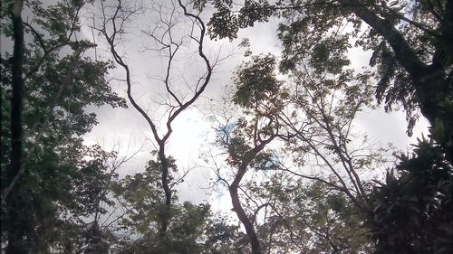 Low angle view of trees against sky