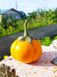 Close-up of pumpkins on tree