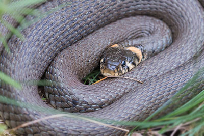 Close-up of snake