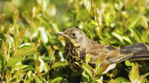 Close-up of sparrow perching on plant