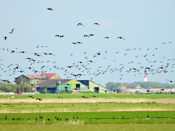 Flock of birds flying over land