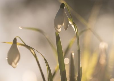 Close-up of water drops on flower