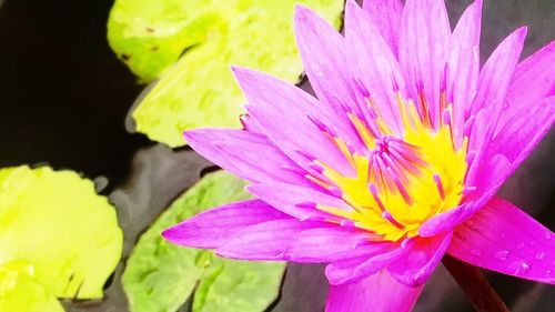 Close-up of water lily blooming in pond