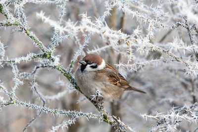 Field sparrow in winter with ice and snow