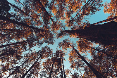 Low angle view of trees in forest during autumn