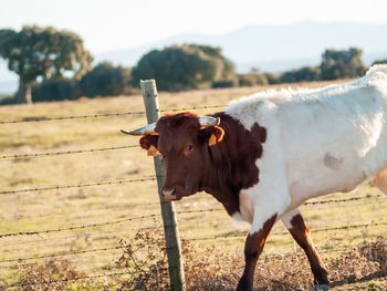 Cow standing in a field